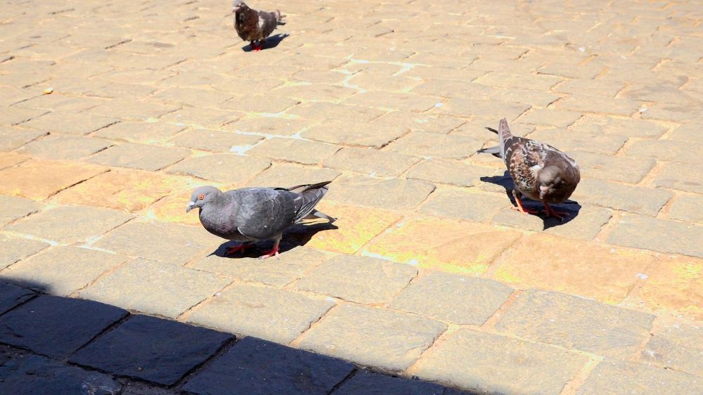 Una de las variables ambientales estudiadas que afectan al plumaje de palomas son las denominadas “islas de calor urbanas”, donde los extremos térmicos que posee el territorio impactan en las características inmunológicas y la respuesta celular a las altas temperaturas.